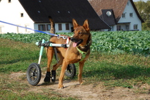 RUBINA, Hund, Mischlingshund in Haigerloch - Bild 4
