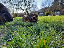 RUBINA, Hund, Mischlingshund in Haigerloch - Bild 7