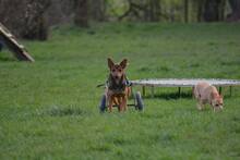 RUBINA, Hund, Mischlingshund in Haigerloch - Bild 8