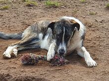 JASMIN, Hund, Mischlingshund in Wasbek - Bild 8