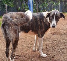 JASMIN, Hund, Mischlingshund in Wasbek - Bild 9