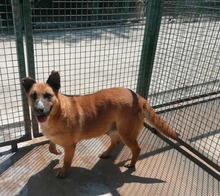 LUMIA, Hund, Labrador-Deutscher Schäferhund-Mix in Kroatien - Bild 5