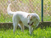 MAIA, Hund, Labrador-Schweizer Sennenhund-Mix in Kroatien - Bild 3