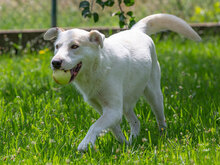 MAIA, Hund, Labrador-Schweizer Sennenhund-Mix in Kroatien - Bild 8