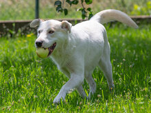 MAIA, Hund, Mischlingshund in Kroatien - Bild 1