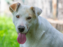 MAIA, Hund, Mischlingshund in Kroatien - Bild 2