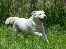 MAIA, Hund, Mischlingshund in Kroatien - Bild 4
