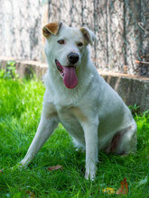 MAIA, Hund, Mischlingshund in Kroatien - Bild 5