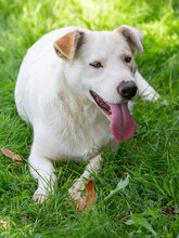 MAIA, Hund, Mischlingshund in Kroatien - Bild 6