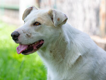 MAIA, Hund, Mischlingshund in Kroatien - Bild 7