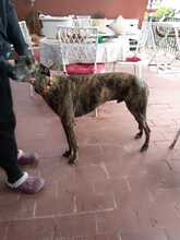 LLORENZ, Hund, Galgo Español in Spanien - Bild 2