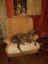 LLORENZ, Hund, Galgo Español in Spanien - Bild 5