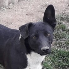 MIACARA, Hund, Mischlingshund in Kroatien - Bild 10