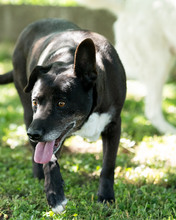MIACARA, Hund, Mischlingshund in Kroatien - Bild 2
