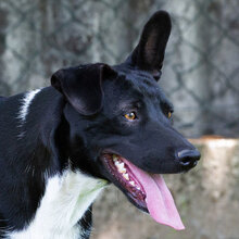 MIACARA, Hund, Mischlingshund in Kroatien - Bild 4