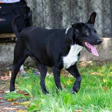 MIACARA, Hund, Mischlingshund in Kroatien - Bild 7