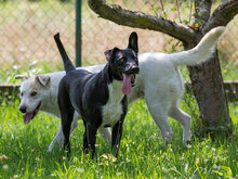 MIACARA, Hund, Mischlingshund in Kroatien - Bild 8