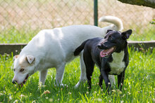 MIACARA, Hund, Mischlingshund in Kroatien - Bild 9