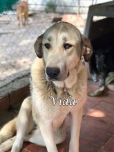 VIDA, Hund, Herdenschutzhund-Mix in Spanien - Bild 1