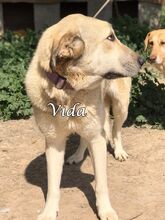 VIDA, Hund, Herdenschutzhund-Mix in Spanien - Bild 2