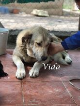 VIDA, Hund, Herdenschutzhund-Mix in Spanien - Bild 3