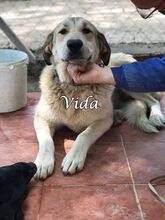 VIDA, Hund, Herdenschutzhund-Mix in Spanien - Bild 4