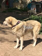 VIDA, Hund, Herdenschutzhund-Mix in Spanien - Bild 5