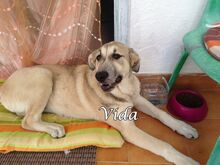 VIDA, Hund, Herdenschutzhund-Mix in Spanien - Bild 6