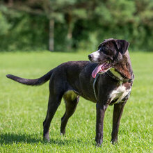LOCA, Hund, Mischlingshund in Kroatien - Bild 5