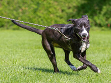 LOCA, Hund, Mischlingshund in Kroatien - Bild 8