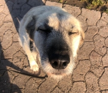 SHARON, Hund, Mischlingshund in Kroatien - Bild 5
