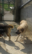 OLIVER, Hund, Mischlingshund in Kroatien - Bild 15