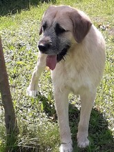 OLIVER, Hund, Mischlingshund in Kroatien - Bild 6