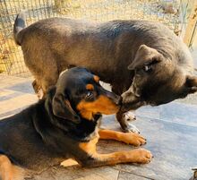 FUCHUR, Hund, Mischlingshund in Kroatien - Bild 2