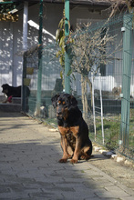 FUCHUR, Hund, Mischlingshund in Kroatien - Bild 6