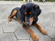 FUCHUR, Hund, Mischlingshund in Kroatien - Bild 8