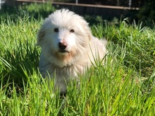 RONNY, Hund, Spinone Italiano-Mix in Italien - Bild 6