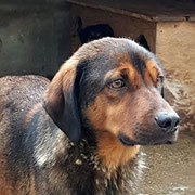 BEAUTY, Hund, Hovawart-Mix in Rumänien - Bild 2