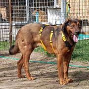 BEAUTY, Hund, Hovawart-Mix in Rumänien - Bild 3