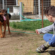 BEAUTY, Hund, Hovawart-Mix in Rumänien - Bild 5