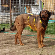 BEAUTY, Hund, Hovawart-Mix in Rumänien - Bild 6