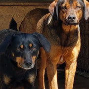 BEAUTY, Hund, Hovawart-Mix in Rumänien - Bild 7