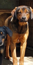 BEAUTY, Hund, Hovawart-Mix in Rumänien - Bild 9