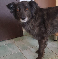 MERLE, Hund, Mischlingshund in Rumänien - Bild 1
