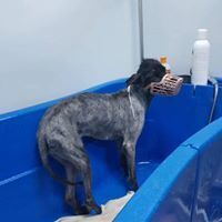 MERLE, Hund, Mischlingshund in Rumänien - Bild 12