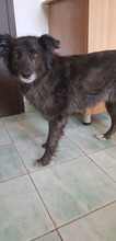 MERLE, Hund, Mischlingshund in Rumänien - Bild 2