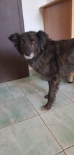MERLE, Hund, Mischlingshund in Rumänien - Bild 3