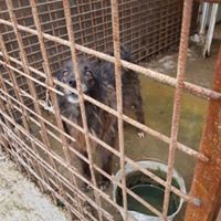 MERLE, Hund, Mischlingshund in Rumänien - Bild 9