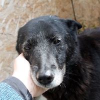 SMOALA, Hund, Mischlingshund in Rumänien - Bild 1