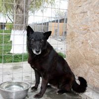 SMOALA, Hund, Mischlingshund in Rumänien - Bild 2